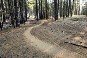 Mountain bike trail winding through Lodgepole Pine trees.