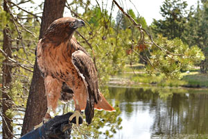 Rehabilitated hawk perched on caregivers finger with Aspen Lake in the background.