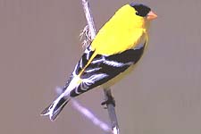 Picture of American Goldfinch