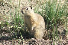 Picture of Belding's Ground Squirrel