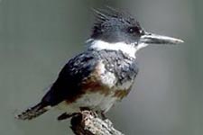 Picture of Belted Kingfisher
