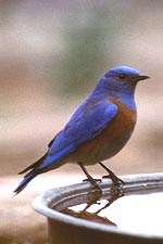 Picture of Western Bluebird