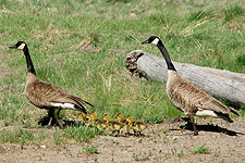 Picture of Canada Goose