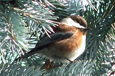 Picture of Black-capped Chickadee
