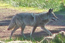 Picture of Coyote
