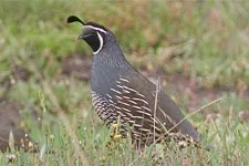 Picture of California Quail