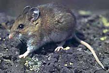Picture of Deer Mouse