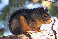 Picture of Douglas' Squirrel