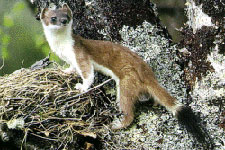 Picture of Ermine