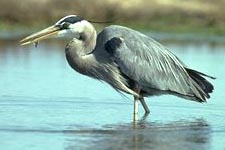 Picture of Great Blue Heron