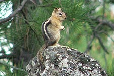 Golden-mantled Ground Squirrel