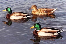 Picture of Mallard