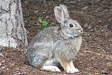 Picture of Mountain Cottontail Rabbit