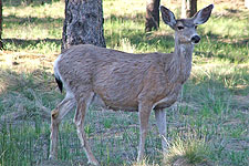 Picture of Mule Deer