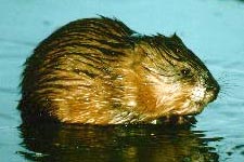 Picture of Muskrat