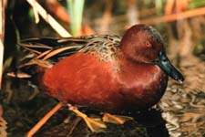Picture of Northern Cinnamon Teal
