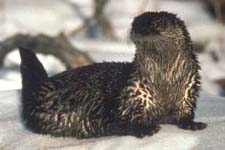Picture of Northern River Otter