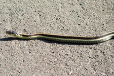 Picture of Northwestern Garter Snake