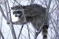 Picture of Raccoon