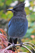Picture of Steller's Jay
