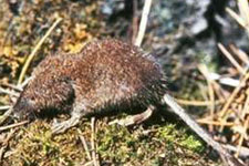 Picture of Vagrant Shrew