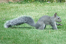 Picture of Western Grey Squirrel