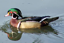 Picture of Wood Duck