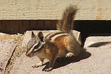 Picture of Yellow Pine Chipmunk